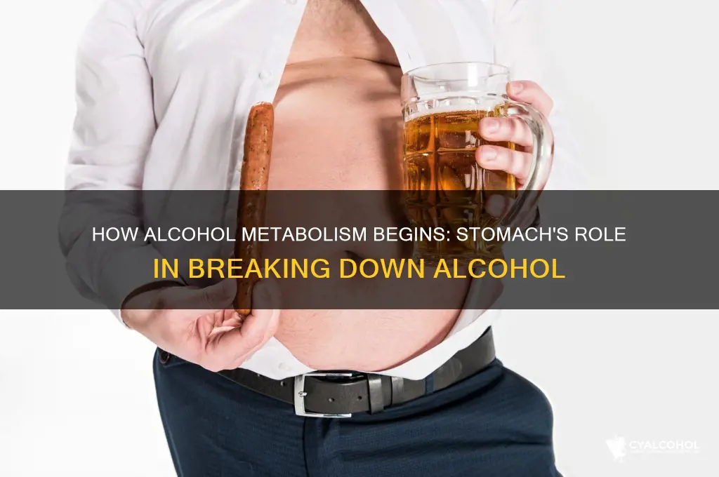 is alcohol metabolized in the stomach
