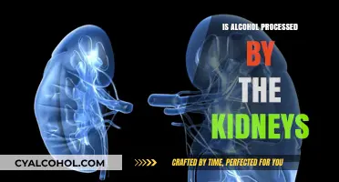 How Alcohol Affects Kidney Function: Processing and Potential Risks