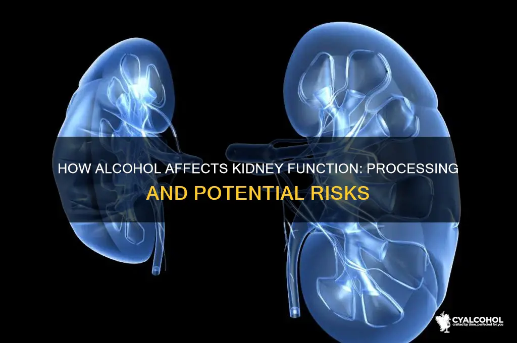 is alcohol processed by the kidneys