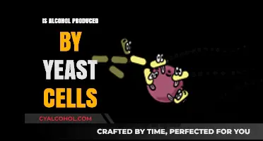Yeast's Role in Alcohol Production: Unveiling the Fermentation Process
