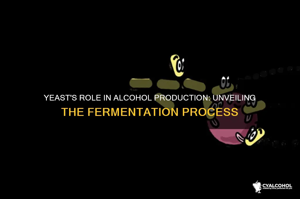 is alcohol produced by yeast cells