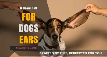 Is Alcohol Safe for Dog Ear Cleaning? Vet-Approved Advice