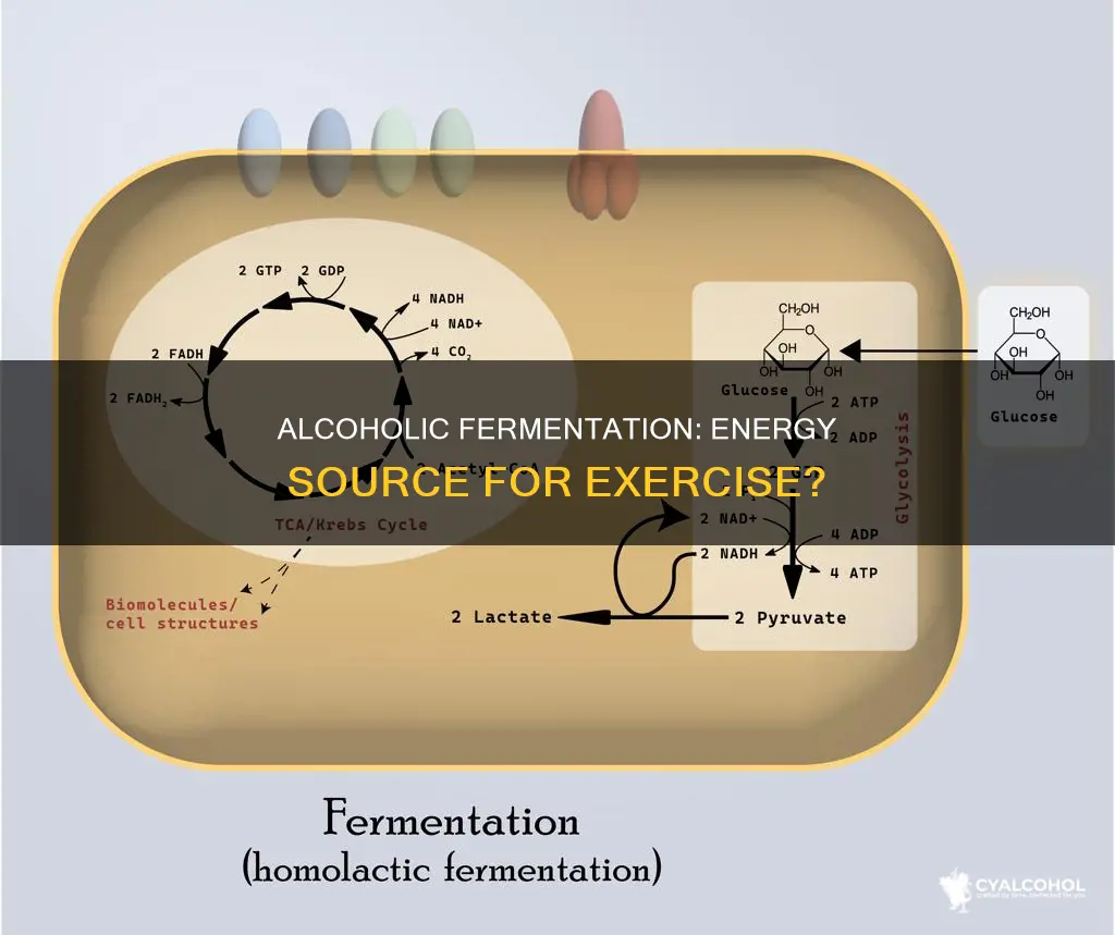 is alcoholic fermentation a source of energy during exercise