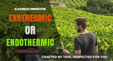 Is Alcoholic Fermentation Exothermic or Endothermic? Unveiling the Process