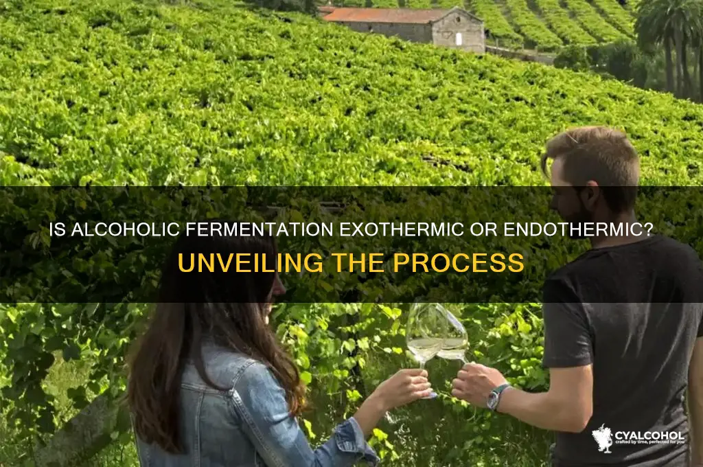 is alcoholic fermentation exothermic or endothermic