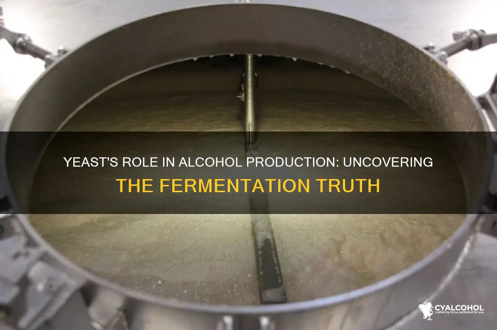 is all alcohol made from yeast