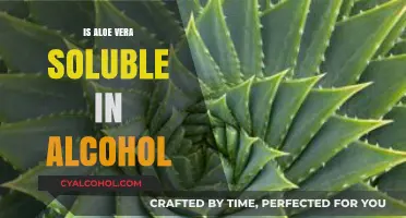 Is Aloe Vera Soluble in Alcohol? Exploring Its Solubility Properties