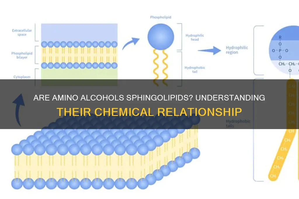 is an amino alcohol a sphingolipids