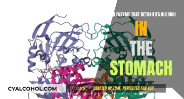 Alcohol Detoxification: Understanding the Enzyme's Role in the Stomach