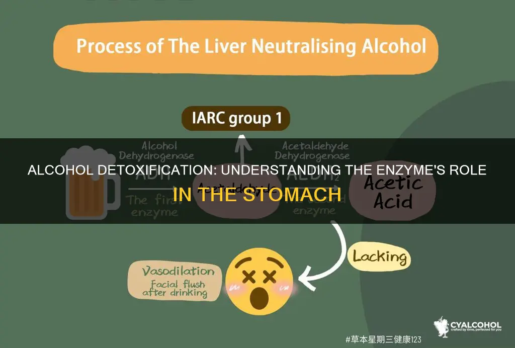 is an enzyme that detoxifies alcohol in the stomach