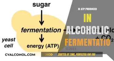 ATP Production in Alcoholic Fermentation: Unraveling the Energy Dynamics