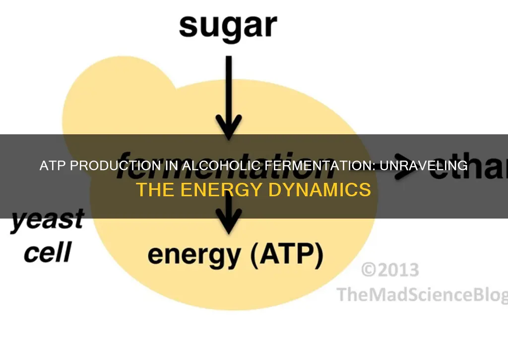 is atp produced in alcoholic fermentation