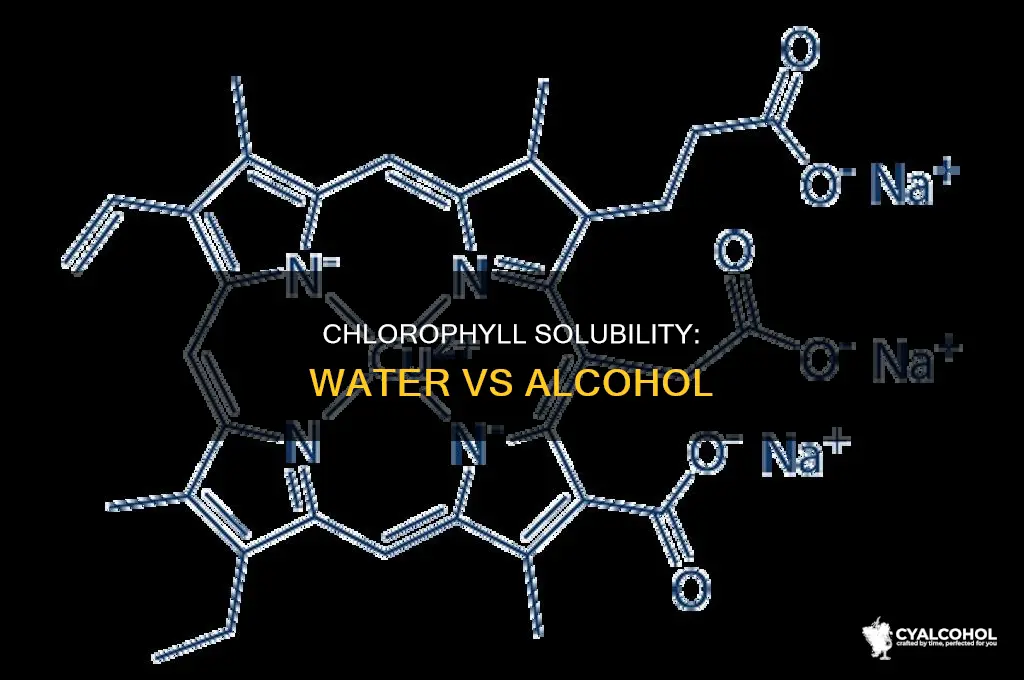 is chlorophyll more soluble in water or alcohol
