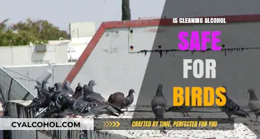 Is Cleaning Alcohol Safe for Birds? A Comprehensive Guide