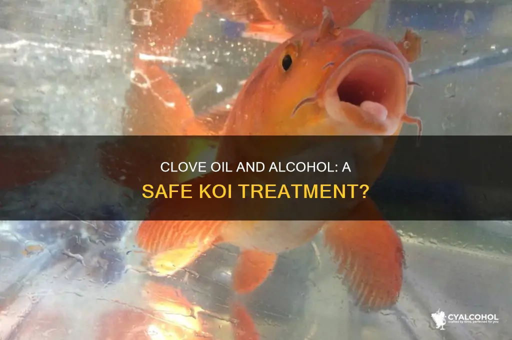 is clove oil with alcohol better for koi