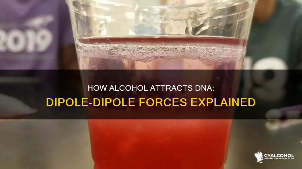 is dna attracted to alcohol because of dipole dipole forces