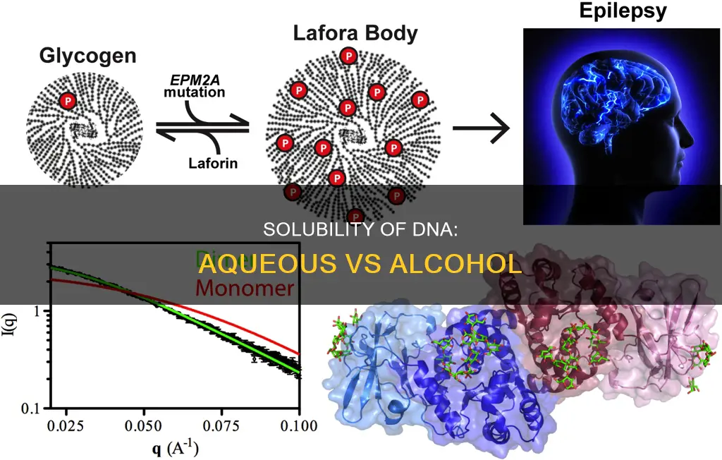 is dna soluble in the aqueous solution or alcohol