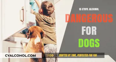 Ethyl Alcohol and Dogs: Understanding the Hidden Dangers for Pets