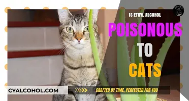 Is Ethyl Alcohol Toxic to Cats? Risks and Safety Tips