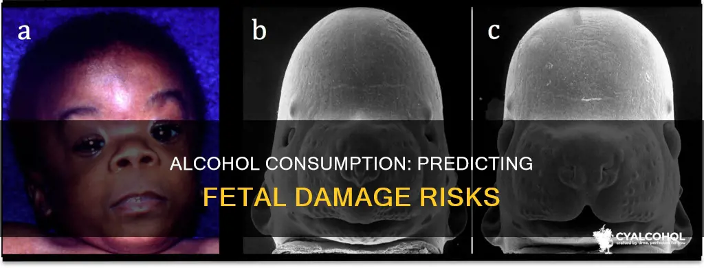 is fetal damage predictable by amount of alcohol consumed