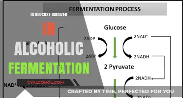 Glucose Oxidation in Alcoholic Fermentation: Unraveling the Metabolic Process
