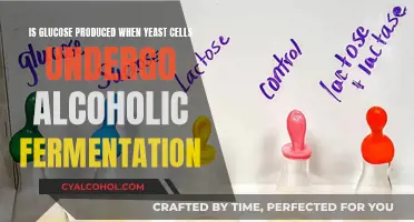 Yeast Alcoholic Fermentation: Does It Produce Glucose?