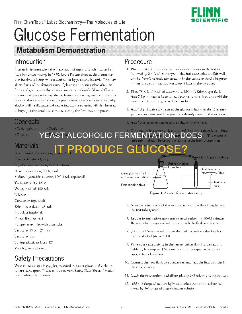 is glucose produced when yeast cells undergo alcoholic fermentation