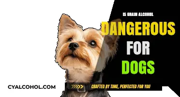 Is Grain Alcohol Harmful to Dogs? Risks and Safety Tips
