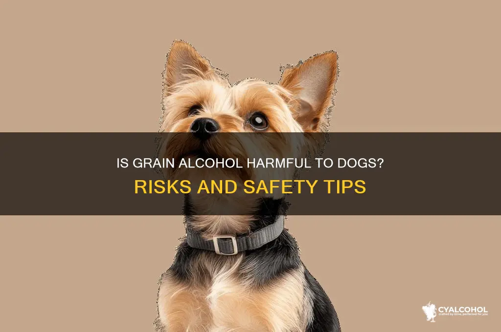 is grain alcohol dangerous for dogs