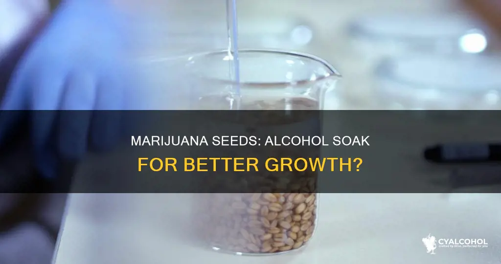 is it necessary to soak marijuana seeds in alcohol water