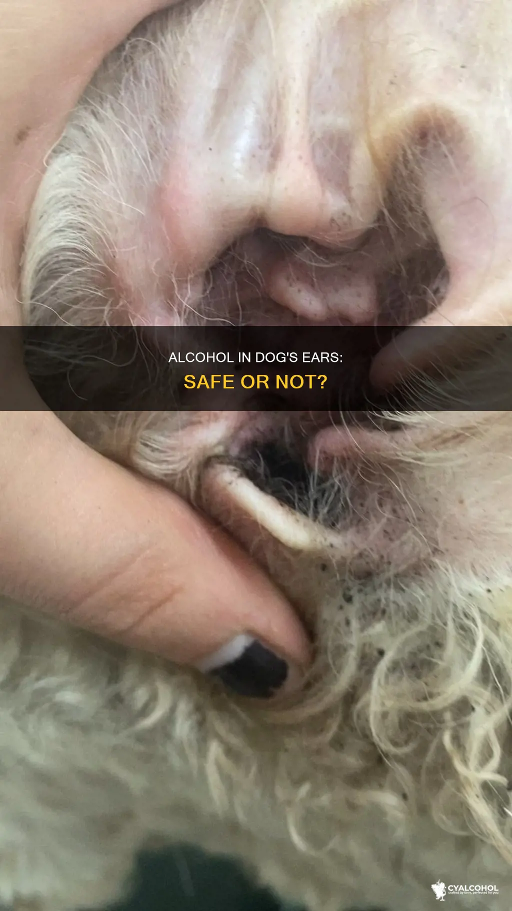 is it ok to put alcohol in dog