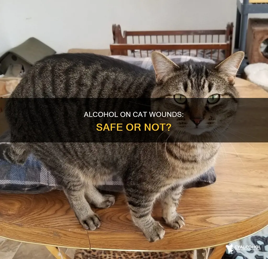 is it ok to put alcohol on cat wound