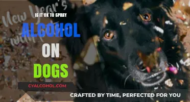 Is Spraying Alcohol on Dogs Safe? Expert Advice and Risks