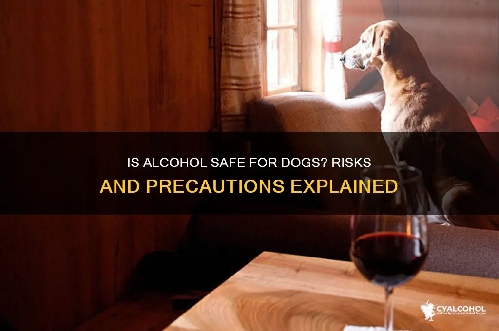 is it safe to put alcohol on dogs