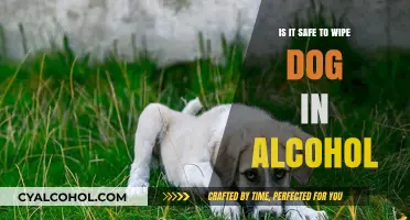 Is Wiping Your Dog with Alcohol Safe? Expert Advice Revealed