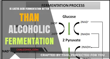 Lactic Acid vs. Alcoholic Fermentation: Which Process Reigns Supreme?
