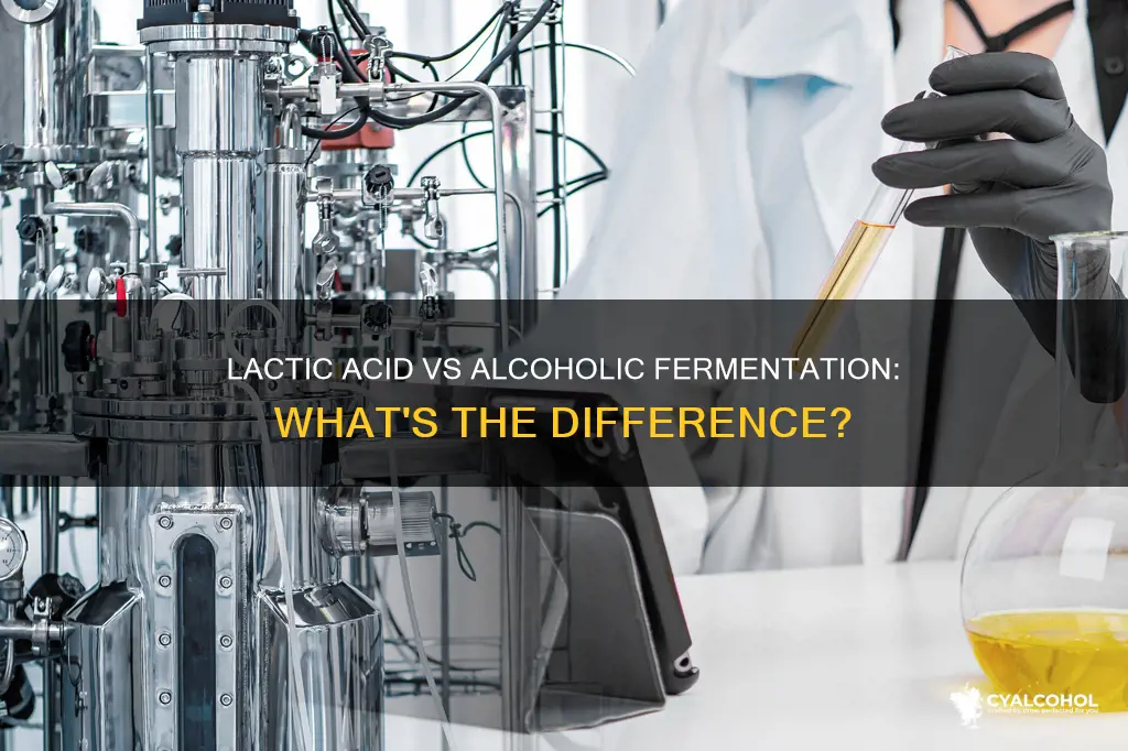 is lactic acid fermentation the same as alcoholic fermentation