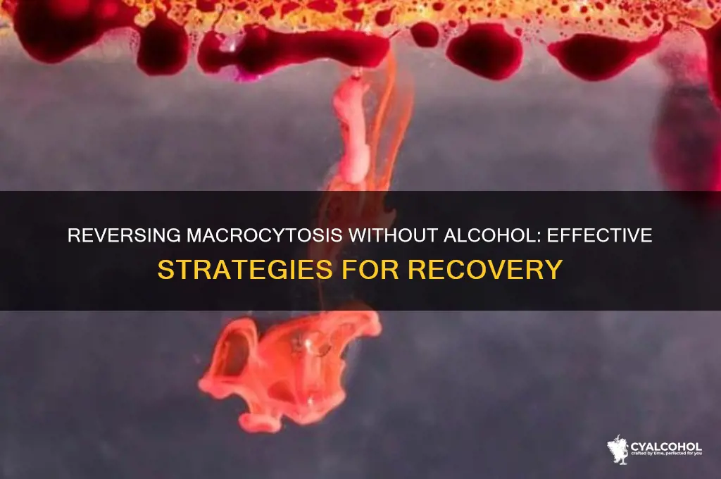 is macrocytosis reversible with no alcohol