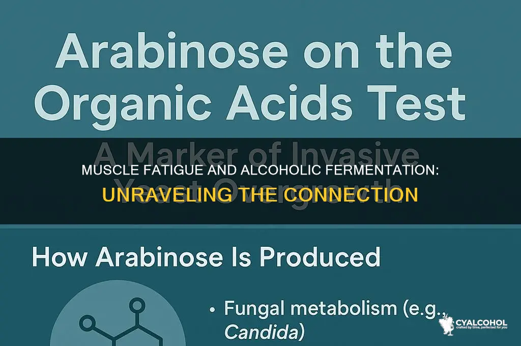 is musclue fatiuge a characteristic of alcoholic fermentation