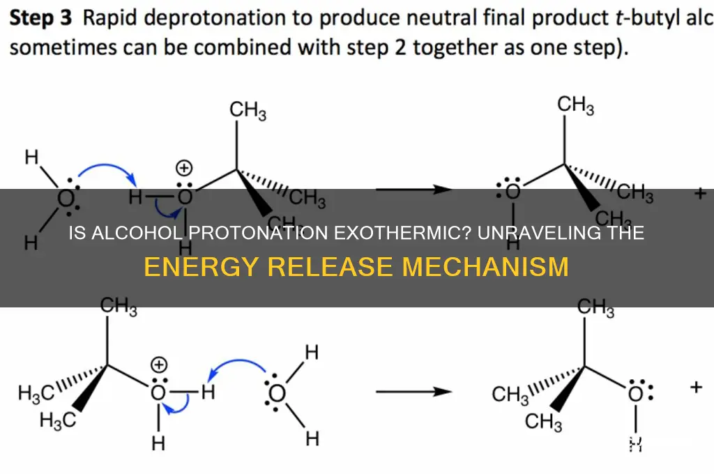 is protonation of an alcohol exothermic