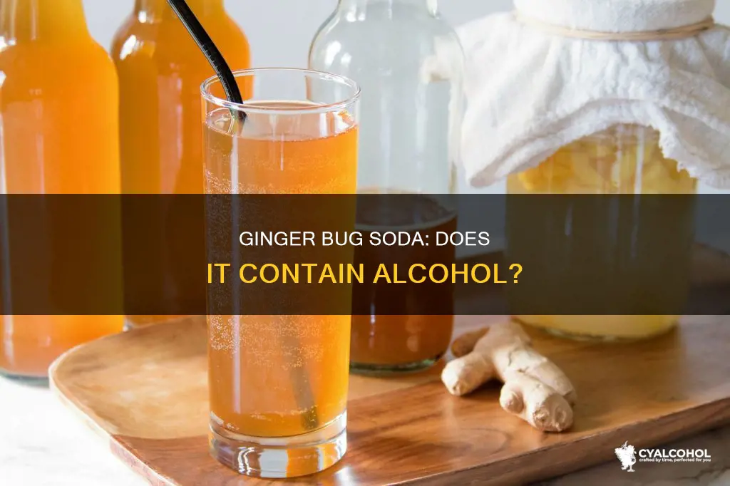 is soda with a ginger bug suppose be alcoholic
