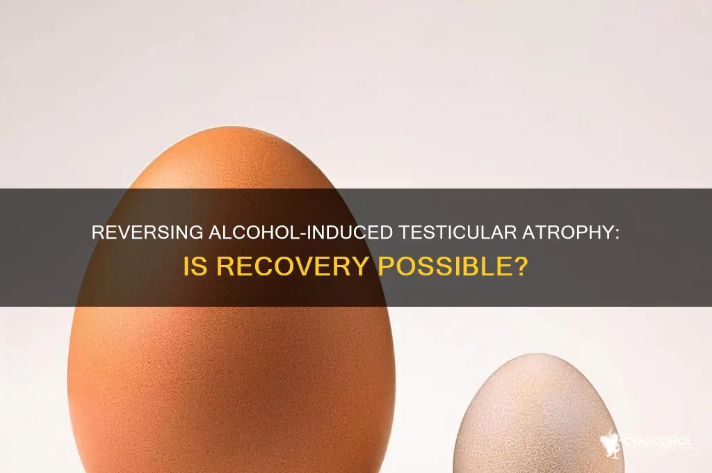 is testicular atrophy from alcohol reversible