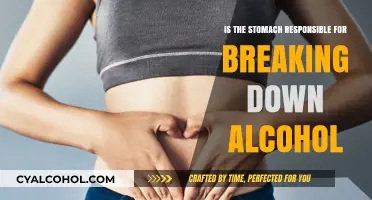 How Your Stomach Processes Alcohol: Breaking Down the Myths and Facts