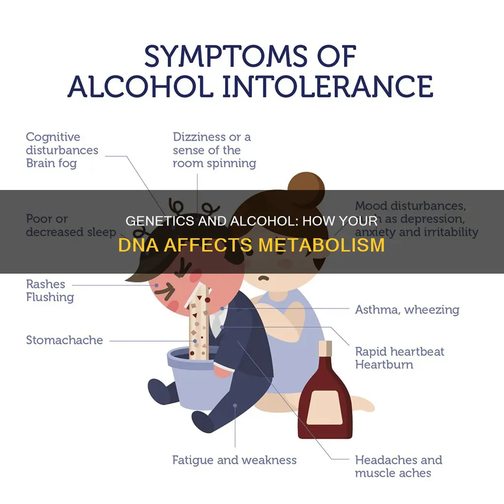is there a genetic link to alcohol and metabolism rate