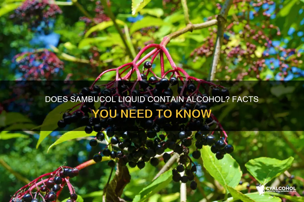 is there alcohol in sambucol liquid