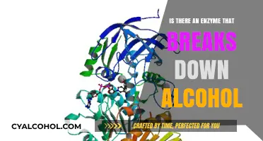 Unveiling the Enzyme: How Alcohol Dehydrogenase Breaks Down Alcohol