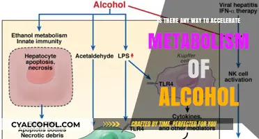 How to Boost Your Alcohol Metabolism