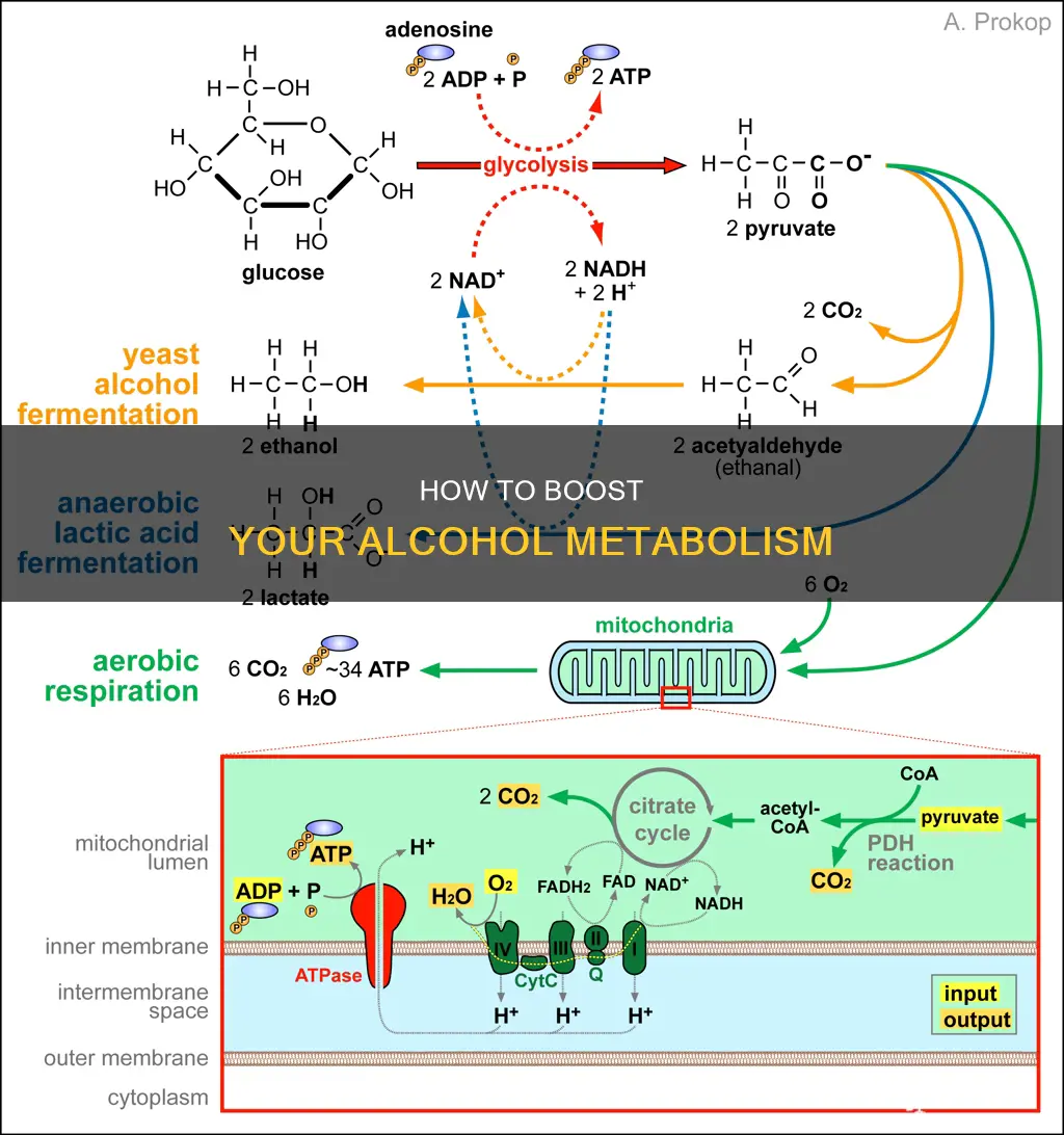 is there any way to accelerate metabolism of alcohol