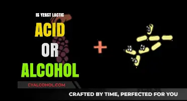 Yeast Fermentation Explained: Lactic Acid vs. Alcohol Production Process