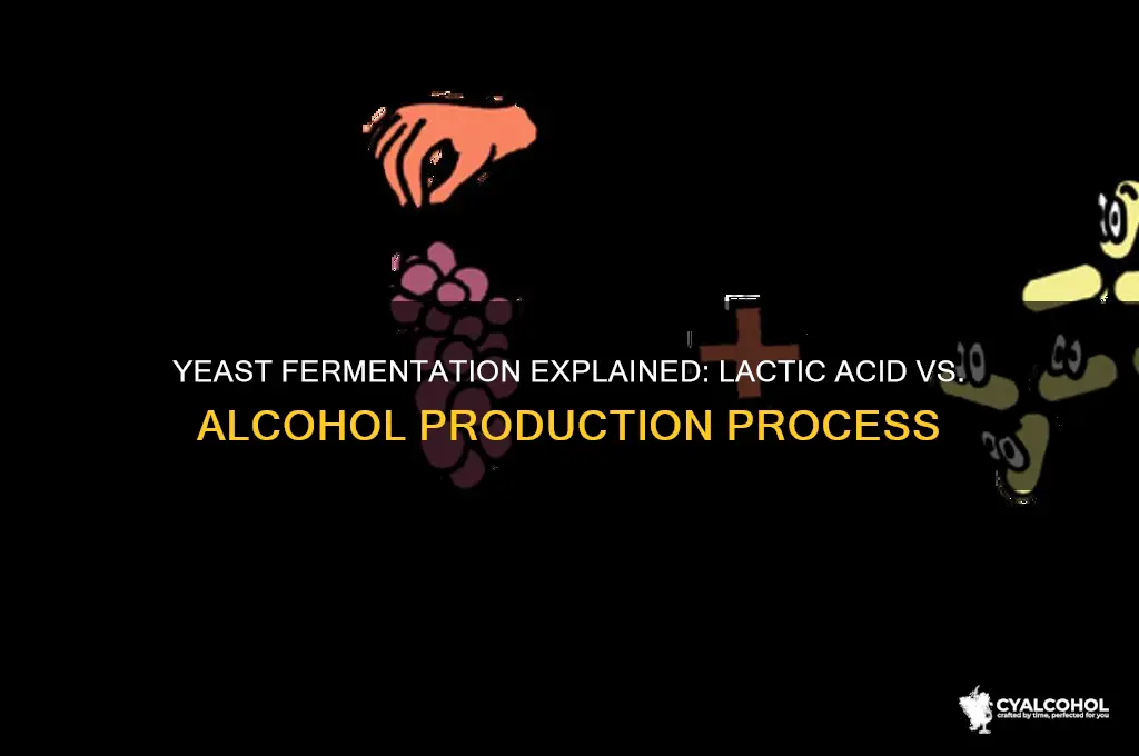 is yeast lactic acid or alcohol